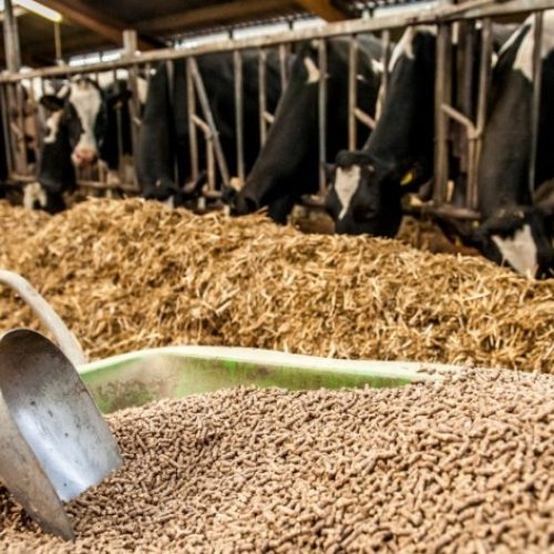 USDA-As-livestock-producers-expand-they-buy-rather-than-grow-feed-1-1